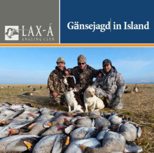 Gansejagd-in-Island