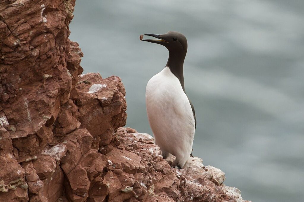 Common Guillemot (Uria aalge)