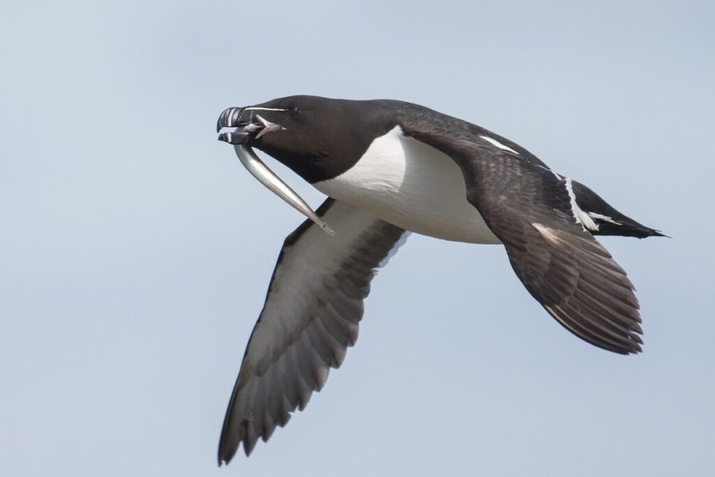 Razorbill (Alca torda)