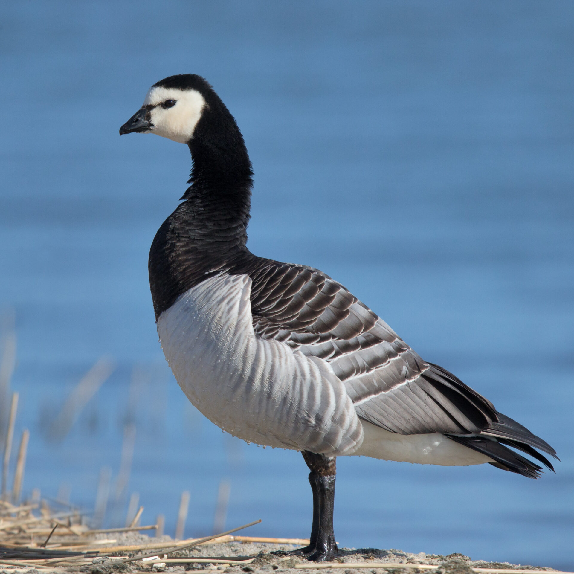 Barnacle Goose (Branta leucopsis)