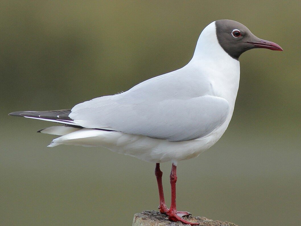 Black-headed Gull (Chroicocephalus ridibundus)
