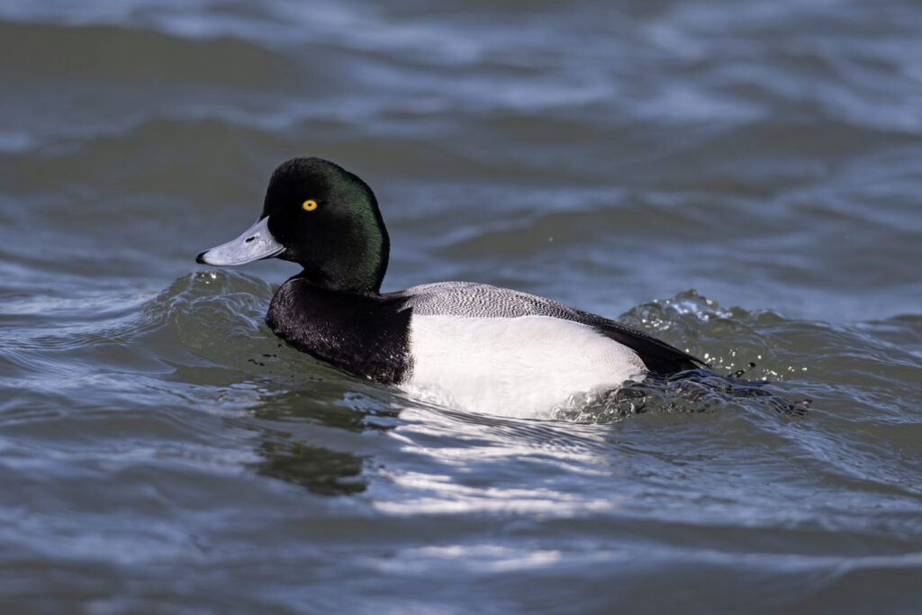 Greater Scaup (Aythya marila)