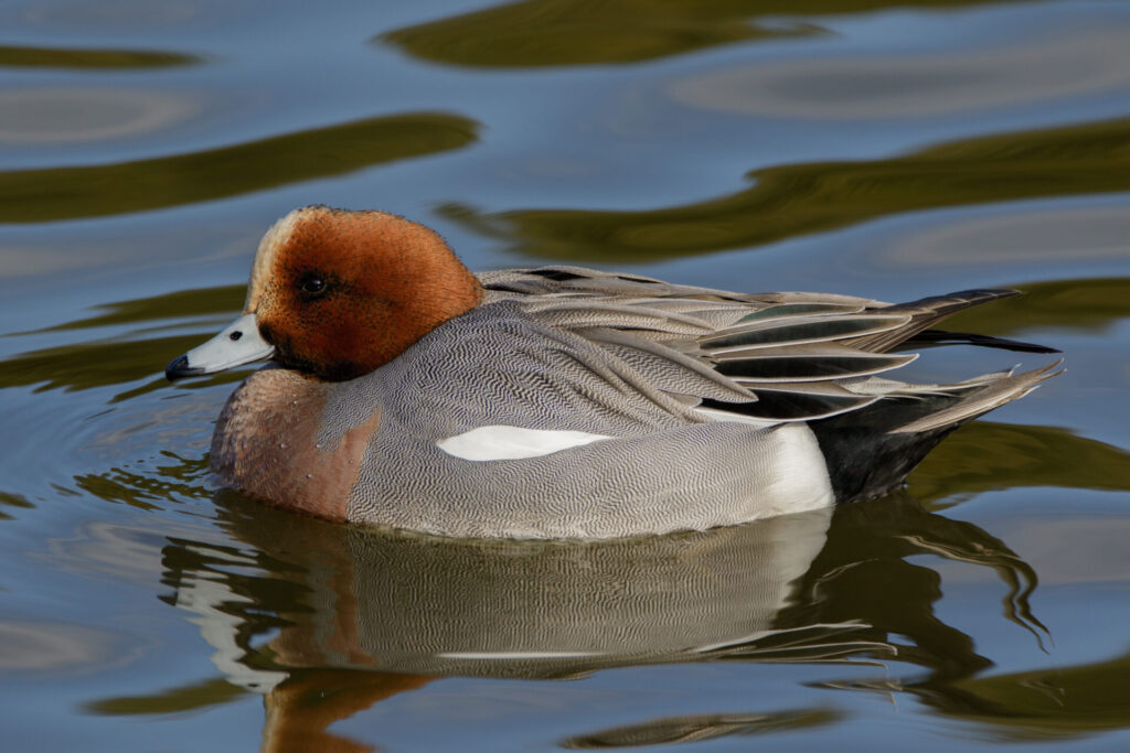 Eurasian Wigeon (Anas penelope)
