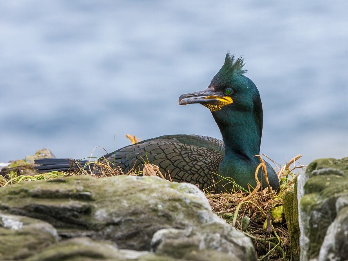 Great Cormorant (Phalacrocorax carbo)