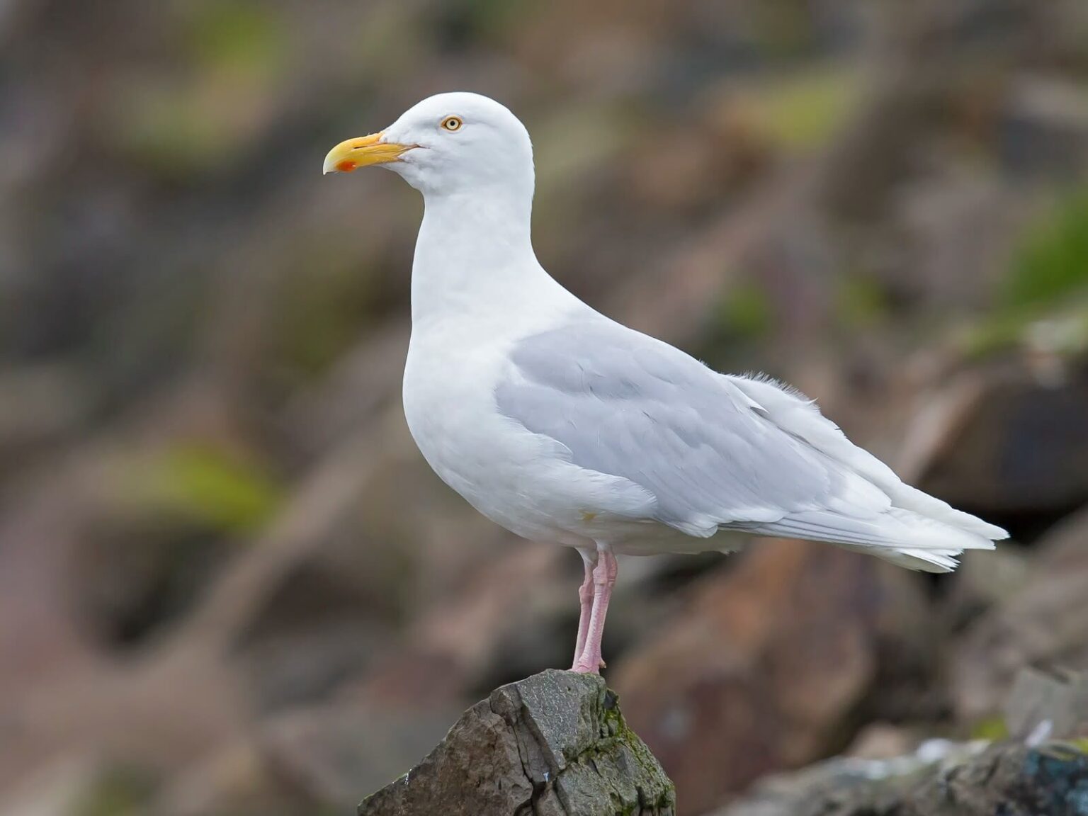 Glaucous Gull (Larus hyperboreus)