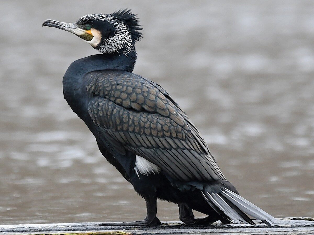 Great Cormorant (Phalacrocorax carbo)