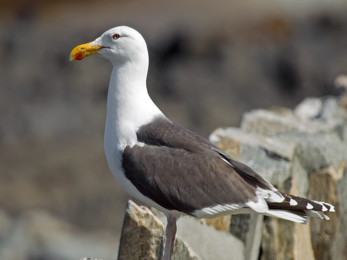Great Black-backed Gull (Larus marinus)
