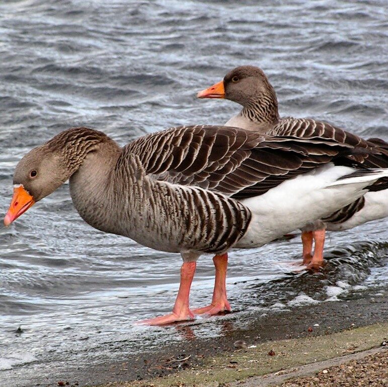 Greylag Goose (Anser anser)