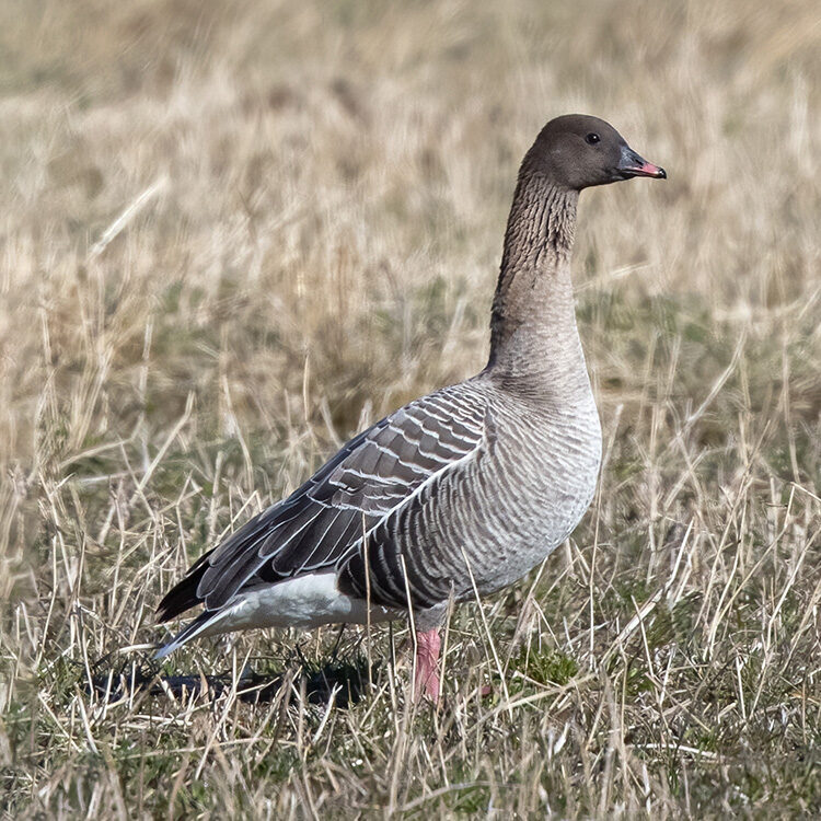 Pink-footed Goose (Anser brachyrhynchus)