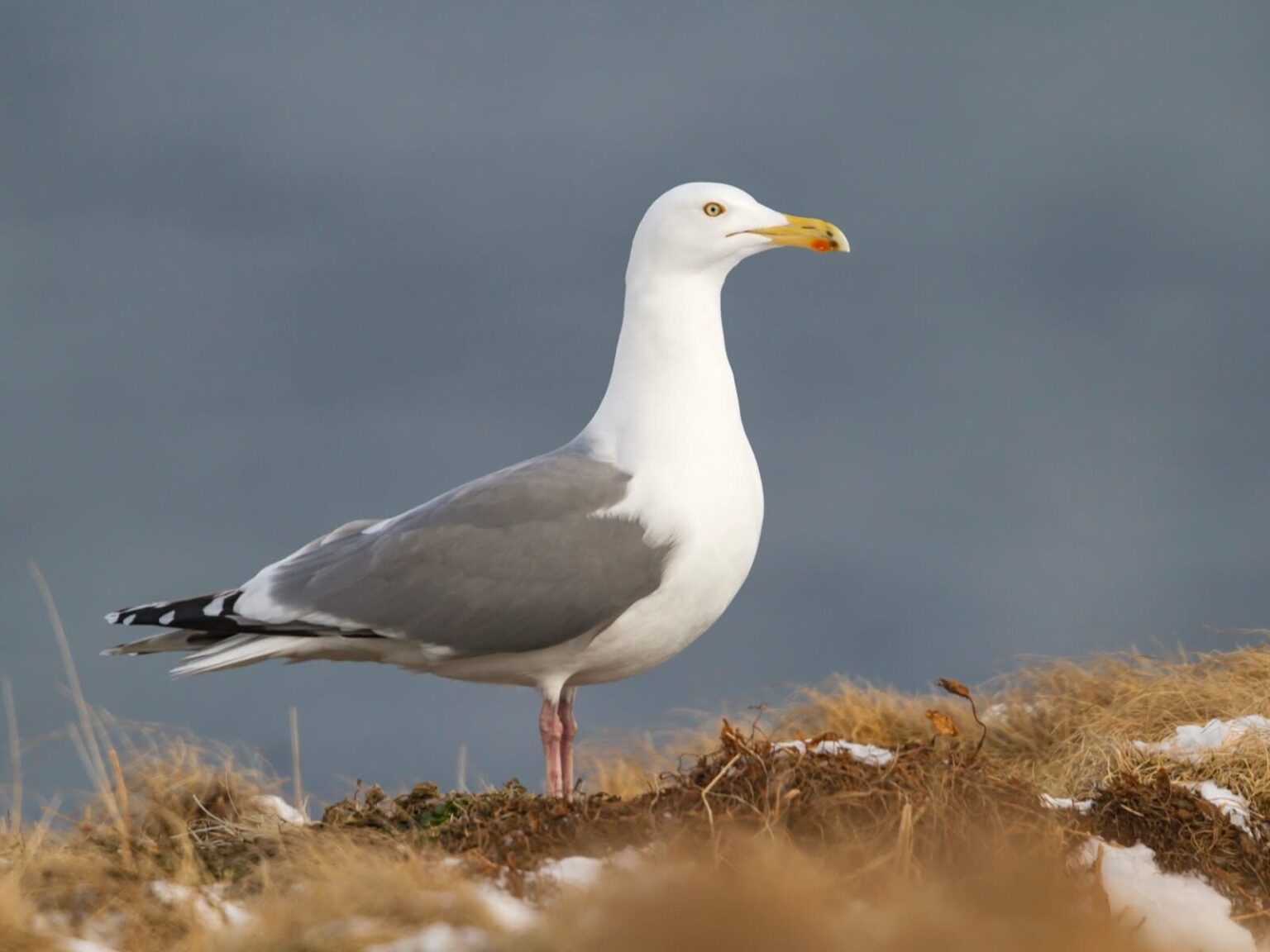 Herring Gull (Larus argentatus)