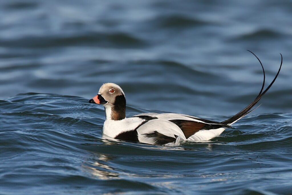 Long-tailed Duck (Clangula hyemalis)