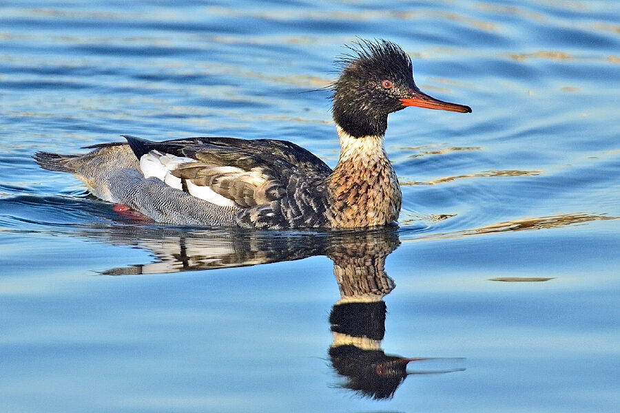 Red-breasted Merganser (Mergus serrator)