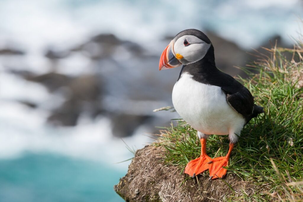 Atlantic Puffin (Fratercula arctica)