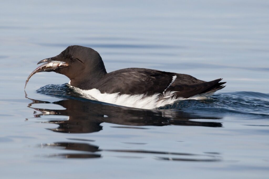 Thick-billed Guillemot (Uria lomvia)
