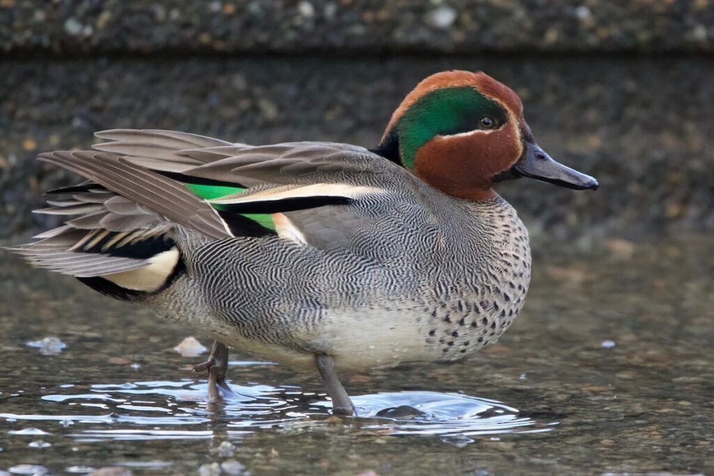 Eurasian Teal (Anas crecca)