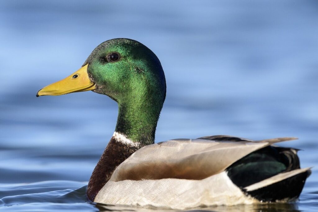 Mallard (Anas platyrhynchos)